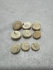9 Vintage Gomati Chakra Shell Rare Sea Snail Operculum Cat’s Eye Naag-chakra