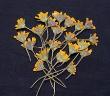 Yellow Pressed Flowers with Stems Sepals Petals Resin Card Materials Floral Art
