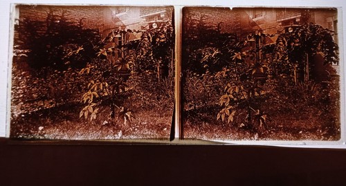 Plaque De Verre Stéréo Positive - Groupe à La Campagne - Vers 1900 - Original