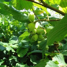 1 Hazel Plant, Flowering Edible Nut Hedge, Wildlife Friendly Hedge
