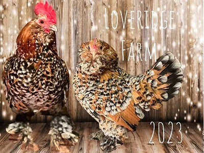 WHITE Millie Fluer D’uccles APA Champions 4 ++ hatching eggs - NPIP Avian Flu PRESALE