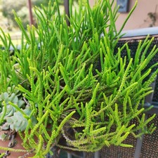 1 Pianta CRASSULA MUSCOSA PRINCESS PINE in Vasetto + Un Omaggio