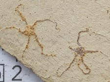 Ophiopetra lithographica - Schlangensterne - Malm - Hienheim - alte Sammlung 