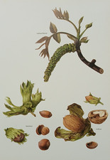 Vintage 1975 Wild Rose Hips Azarole Medlar Berries Food Kitchen Decor Art Print