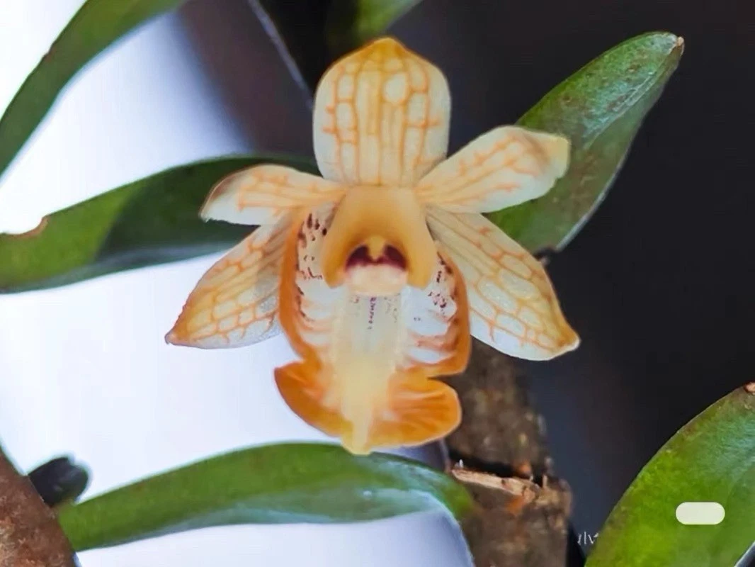 Vietnam Dendrobium khanhoaense Rare Species Orchid Blooming Mounted Plant
Opens in a new window or t