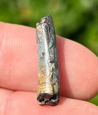 Pterosaur Tooth Fossil from Niger Flying Dinosaur Tooth Cretaceous Age Elrhaz Fm