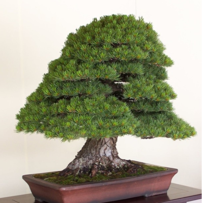 Japanese Red Pine - Pinus Densiflora - Ideal For Bonsai Seeds