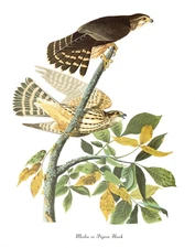 1978 Audubon Vintage Birds "Merlin or Pigeon Hawk" Color Art Jumbo Lithograph