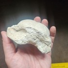 LARGE WHALE VERTEBRA FOSSIL BACKBONE AUTHENTIC FOSSIL 4-3/4" — photo 6