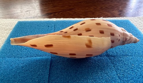 Nice & rare Voluta - Scaphella (Arenia) dubia - GOM trawler - 111mm - Picture 13 of 15