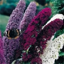 100 MIXED COLORS BUTTERFLY BUSH Buddleia Davidii Flower Seeds *Flat S/H