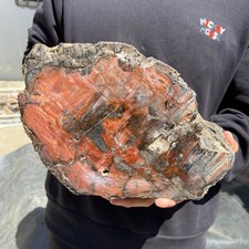 27.4lb Rare Natural petrified wood rough Wood fossil mineral specimen healing