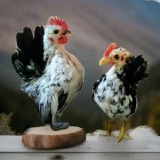 5+ Micro To Size A & B 100% Pure Serama Hatching Eggs Malaysian And Traditional 