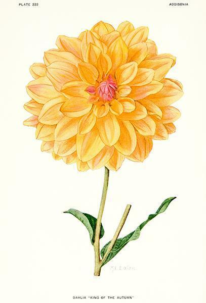 Dahlia - King Of The Autumn - 1921 - Flower Illustration