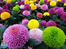 100PCS Mixed Color Pompon Chrysanthemum Seeds Pompon Mum Courtyard Flower See