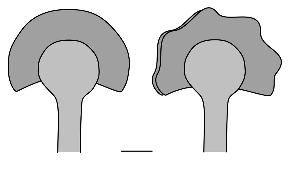 Very rare big Extremely Cooksonella Junggaria oldest silurian land plant - Image 2 of 4