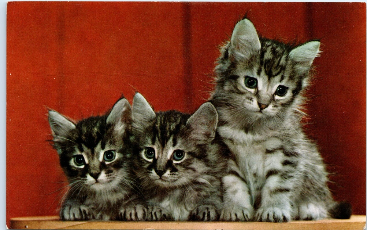 Kittens lost cheap