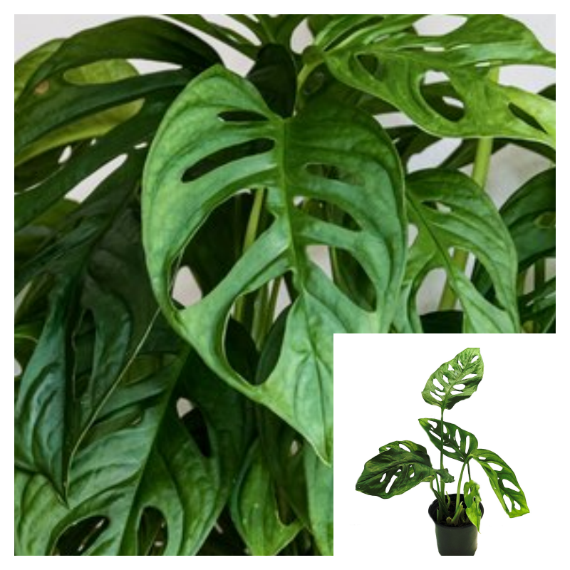 monstera perforowana Premium Monstera Deliciosa Aurea Collection