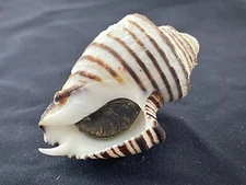 Opeatostoma Pseudodon Shell - Jalisco, Mexico, 1970 - 51mm