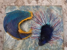 decorative pair of antique hair ornaments from vivid feathers - could be framed?