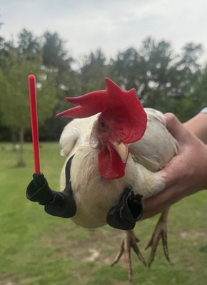 Light Saber Chicken Arms Use The Force To Protect The Flock