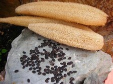 15 Organic Luffa/Loofah Gourd Seeds Dish/Shower Exfoliating Sponges - NON-GMO