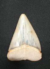 Huge 2.5inch Great White Shark fossil tooth from Peru