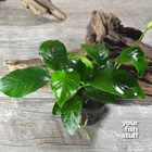 Anubias Barteri Nana  Live Aquarium Plant- *BUY 1 GET 1 at 50% OFF