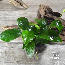 Anubias Barteri Nana Live Aquarium Plant- BUY 1 GET 1 at 50 OFF