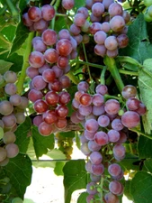 2 Reliance Live Seedless Grape Vine Plants - 1-2 yr Old - Pruned for Planting