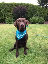 HUNDEHALSTUCH in verschiedenen Farben f&uuml;r euren Liebling:-) mit WUNSCHDRUCK/NAME
