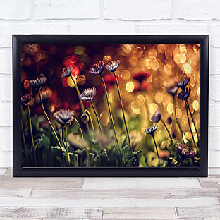 Sommerblumen Blume Bokeh Farben Farben Farbe Wandbild Kunstdruck