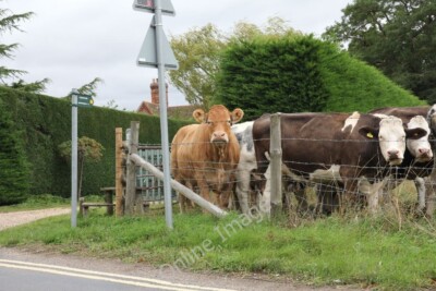 Photo 6x4 Watching me Wallingford Must say the cows are nosy critters wat c2011