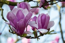 Betty Magnolia Tree: Fragrant Purple-Pink Spring Blooms, Specimen Plant