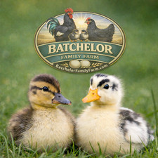 12 Ancona  Rouen Duck Hatching Eggs   Utility Hybrid - Fertility Confirmed
