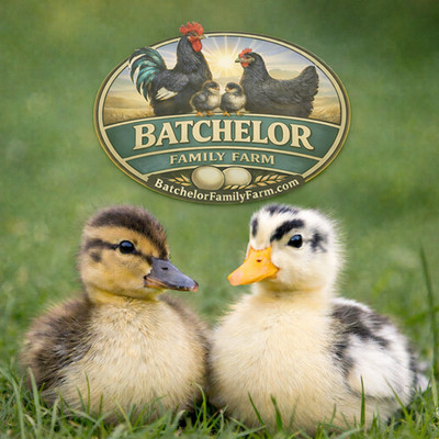 6 Ancona × Rouen Duck Hatching Eggs   Utility Hybrid