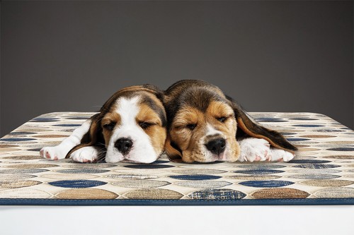 Cojín Perros Gatos Colchoneta Sofá Animal Moderno Lavable Varios Tamaños - Imagen 5 de 22