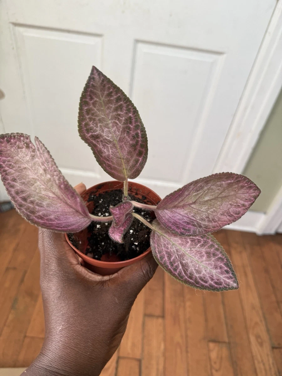 Episcia Houseplants for sale - eBay