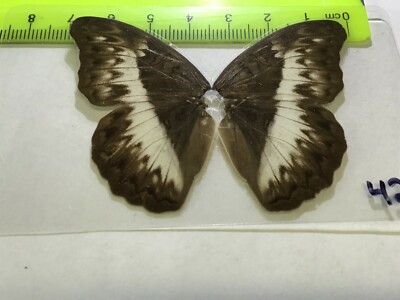 UAB 42 A+/ A Nymphalidae  Cymothoe  FEMALE  CLOSE OUT SALE
