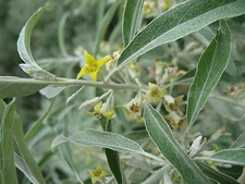 25 SEEDS - russian olive SILVER BERRY shrub GroCo USA - BUY 15 ITEMS-SHIPS FREE