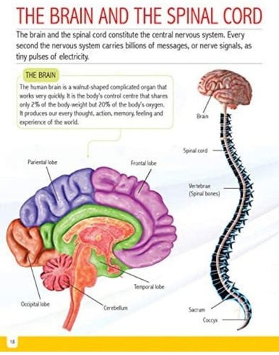 Human Body Minipedia For Kids 5-15 Years (Paperback, English) - Picture 5 of 6