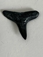 FOSSILIZED 7/8 INCH LEMON SHARK TOOTH FROM BONE VALLEY FLORIDA 