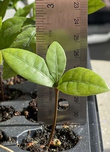 Miracle Berries Seeds | eBay