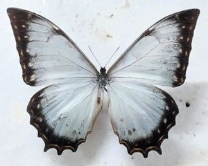 Morpho Theseus | eBay