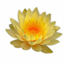 Nymphaea Yellow Bangpra Water Lily Pond Aquarium Plants Factory
