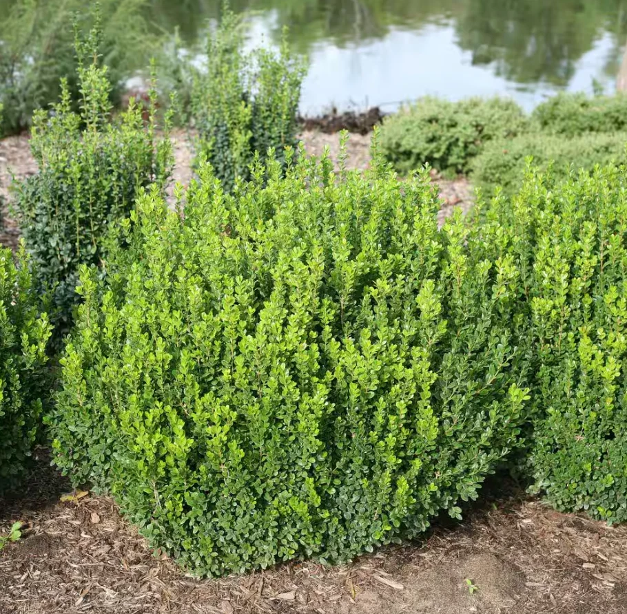 Sprinter Boxwood Shrub Buxus Microphylla Plant Evergreen Boxwood Plant 4.5qt Pot - Image 4 of 4