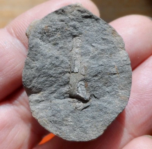 CZECH REPUBLIC PRIMITIVE ORDOVICIAN ECHINODERM
