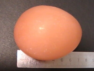 Large - Orange  Natural Selenite Egg - 70 x 50 mm - Golden Healer