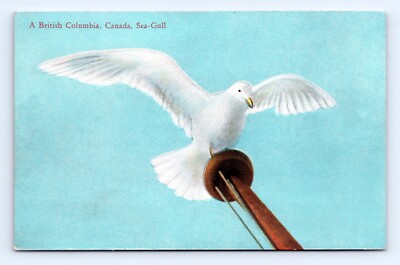 A British Columbia Seagull Taking Flight BC Canada UNP DB Postcard H16 