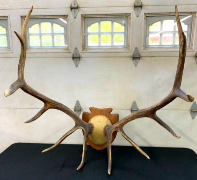 Elk Antlers Royal 12 Point Large 44'' Spread Mount Trophy Hunt 40 lb Pick Up Only